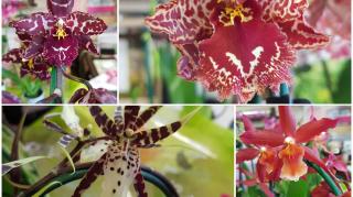 Fleuriste A la Fleur Hollandaise 0