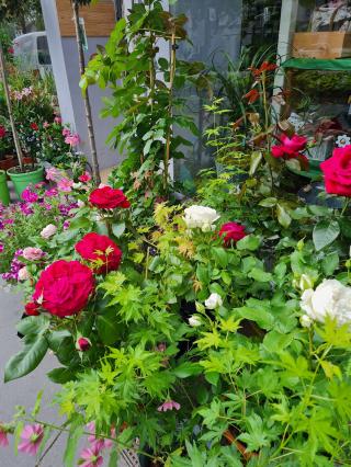 Fleuriste Nolina Fleurs Tours 0