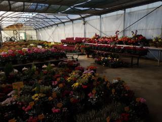 Fleuriste Les Serres de la Motte SARL 0
