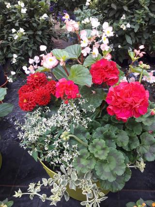 Fleuriste EARL Les Serres du Faing Horticulture 1