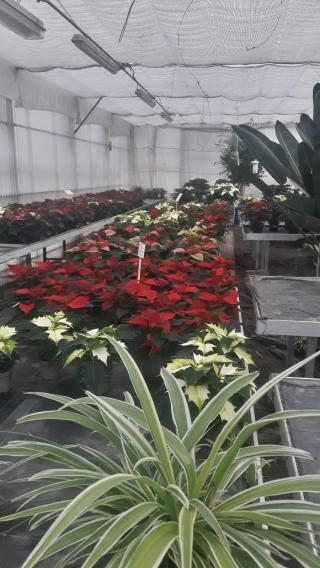 Fleuriste EARL Les Serres du Faing Horticulture 0