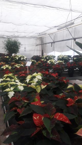 Fleuriste EARL Les Serres du Faing Horticulture 0