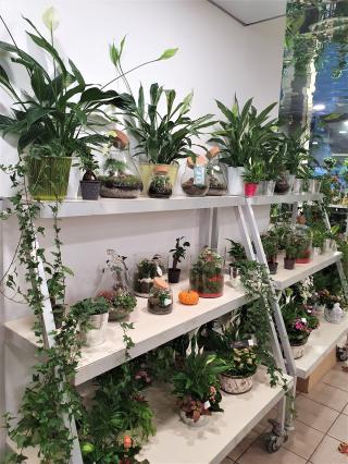 Fleuriste Amelya Fleurs - Fleuriste Aix-en-Provence 1