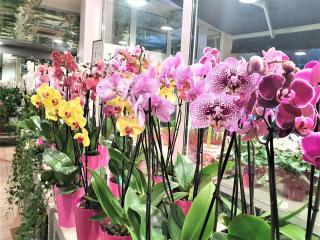 Fleuriste Amelya Fleurs - Fleuriste Aix-en-Provence 0