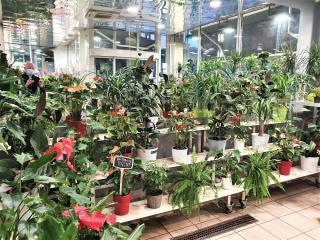 Fleuriste Amelya Fleurs - Fleuriste Aix-en-Provence 0