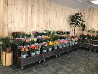 Fleuriste A l'Aube des fleurs | Fleuriste Troyes 0