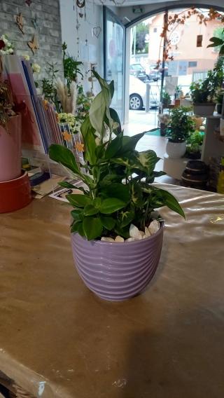 Fleuriste la Fleur Enchantée, Fleuriste à Riedisheim 0