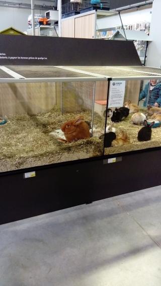 Fleuriste E.Leclerc Jardi -nos Animaux Fameck 0