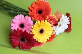 Fleuriste Fleurs de Dune 1