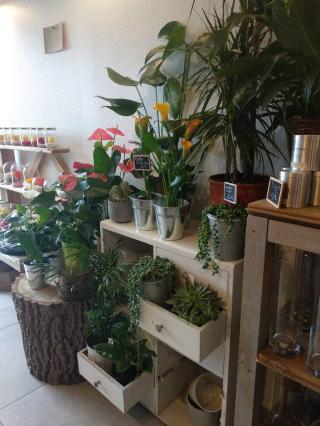 Fleuriste AU BRIN D'ARCY 0