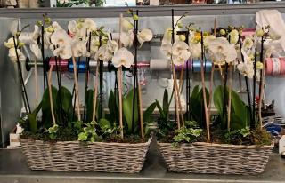 Fleuriste La Vie en Fleurs, Artisan Fleuriste Cambrai 0