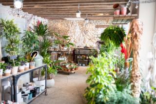 Fleuriste Arbre à pivoines 1