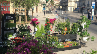 Fleuriste Les Fées Fleurs Argiolas Emilie 1