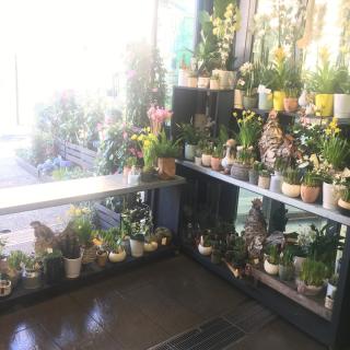 Fleuriste Les Fées Fleurs Argiolas Emilie 2