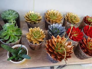 Fleuriste FLORA'LYS 0