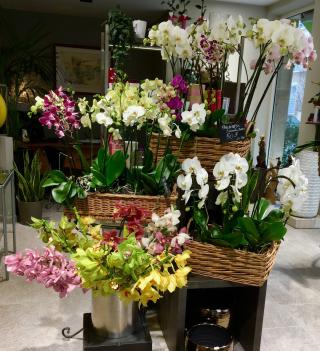 Fleuriste Dupont Fleurs 0