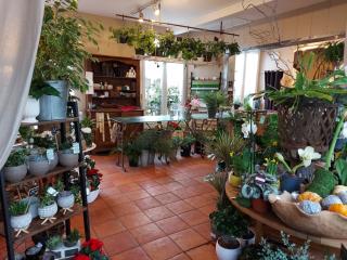 Fleuriste Fleurs Bleues 0