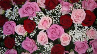 Fleuriste Eglantine Fleurs : fleuriste orléans, bouquet mariée, livraison fleurs, compositions florales 0