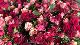 Fleuriste Les jardins de Rose 0