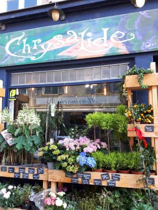 Fleuriste Chrysalide 0