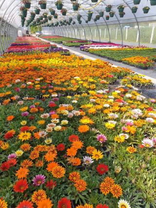 Fleuriste Jardi Flore 0