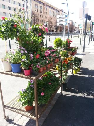 Fleuriste GENTLEMEN, Artisan Fleuriste 0