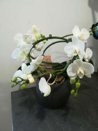 Fleuriste Les Fées Fleurs 0