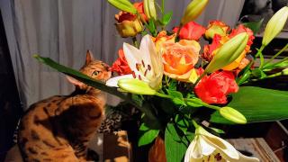 Fleuriste EGLANTINE FLEURS 0