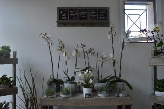 Fleuriste la bulle verte 1