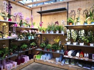 Fleuriste botanic Varennes-Vauzelles 0