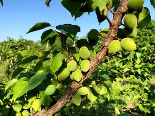 Fleuriste Escande Plants 1