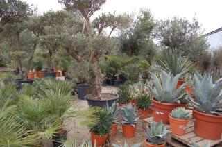 Fleuriste Jardin Malin 0