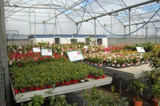 Fleuriste Jardin Malin 0