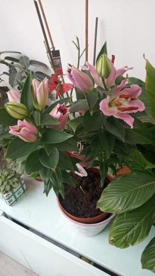 Fleuriste Any flor 2