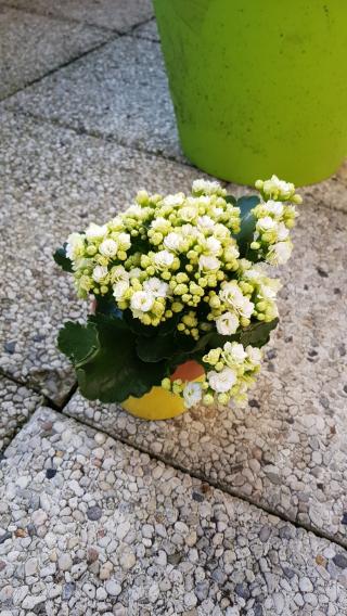 Fleuriste Any flor 0