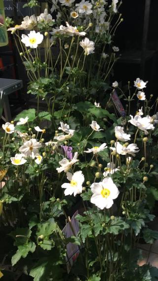 Fleuriste Sif Halles 0