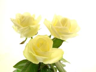 Fleuriste De Fleur en Fleur 0