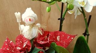 Fleuriste Au jardin d harmonie 1