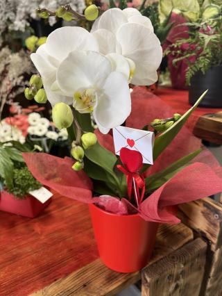 Fleuriste O jardin merveilleux / fleuriste 0