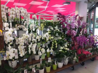 Fleuriste Des Fleurs A Tout Prix 0