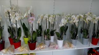 Fleuriste Le fleuriste du plateau 0