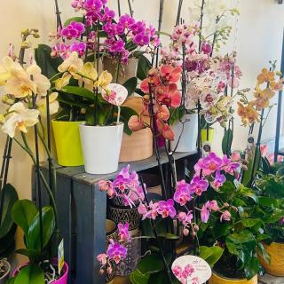 Fleuriste Fleuriste Céline Barral. 0