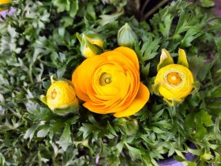 Fleuriste Aux Camélias 2 0