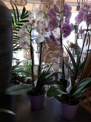 Fleuriste Mona'Flor 0