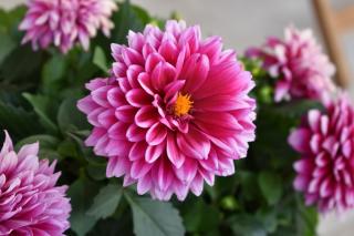 Fleuriste Maison Beauvironnois 1