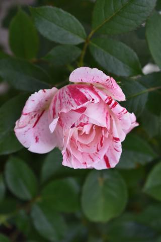 Fleuriste Maison Beauvironnois 0