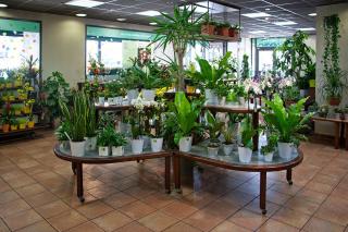 Fleuriste Le Jardin des Fleurs 0