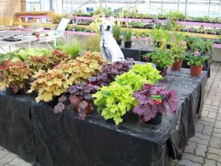 Fleuriste AU Jardin d'Olivet 0