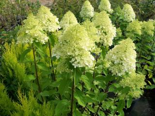 Fleuriste AU Jardin d'Olivet 0