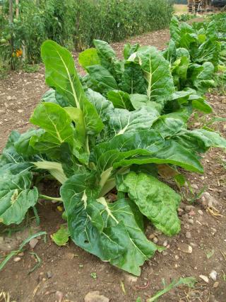 Fleuriste AU Jardin d'Olivet 0